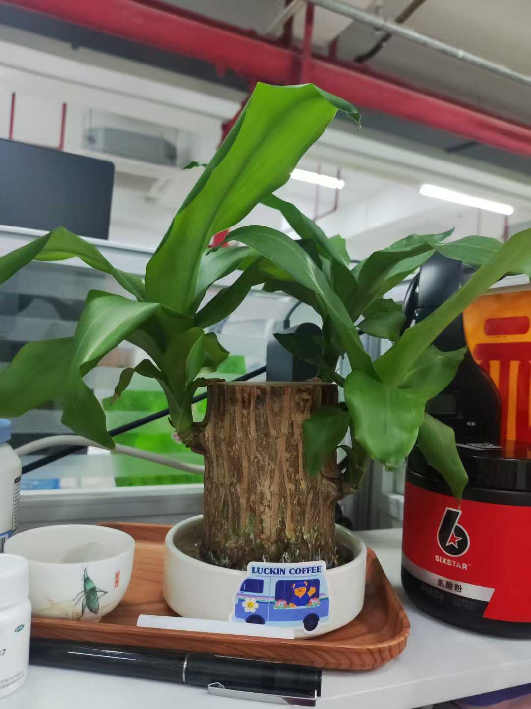 巴西木 | 生命一年的正反馈